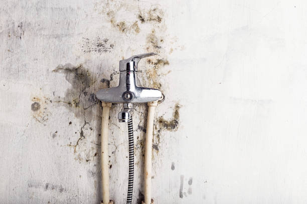 Best Same-Day Mold Removal  in North Pembroke, MA