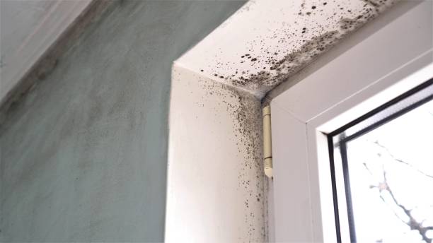 Best Attic Mold Removal  in North Pembroke, MA