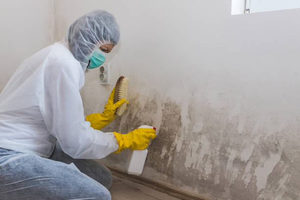 Best Black Mold Removal  in North Pembroke, MA
