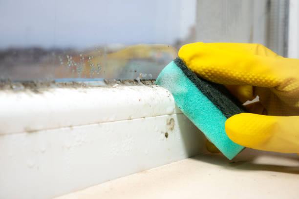 Certified Mold Removal in North Pembroke, MA