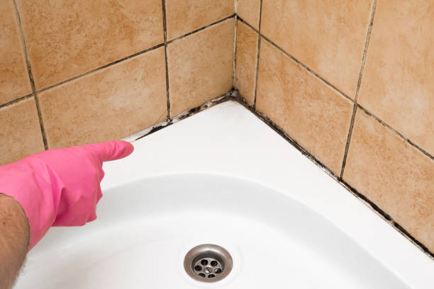 Professional Mold Removal in North Pembroke, MA